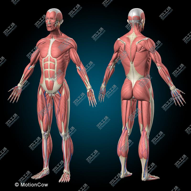 images/goods_img/20210113/Ultimate Human Anatomy/2.jpg